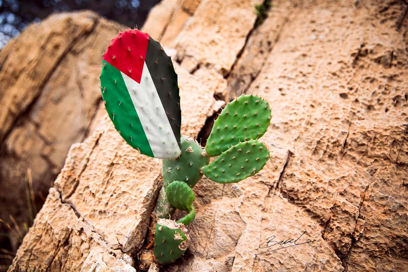 A cactus growing between rocks, with flag colours across one pad.
